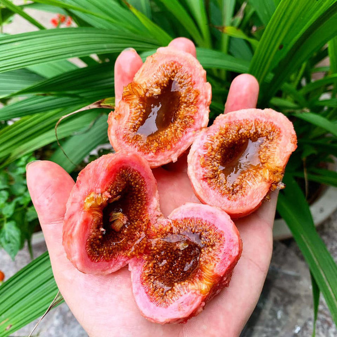 Việt Nam có 10 loại trái cây cực hiếm người biết mọc đầy ở các vùng quê, nghe tên thôi đã thấy lạ chứ nói chi ăn thử - Ảnh 12.