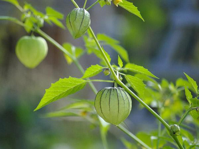Việt Nam có 10 loại trái cây cực hiếm người biết mọc đầy ở các vùng quê, nghe tên thôi đã thấy lạ chứ nói chi ăn thử - Ảnh 19.