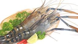 Tôm giúp phái yếu tăng ham muốn