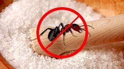 12 mẹo nhỏ cực hữu ích từ muối có thể bạn chưa biết