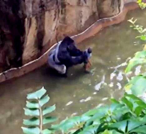 Bé trai 3 tuổi rơi vào chuồng khỉ đột và hành động của con vật khiến thế giới ngỡ ngàng, 20 năm sau chuyện tương tự xảy ra song kết cục ngược lại hoàn toàn - Ảnh 5.