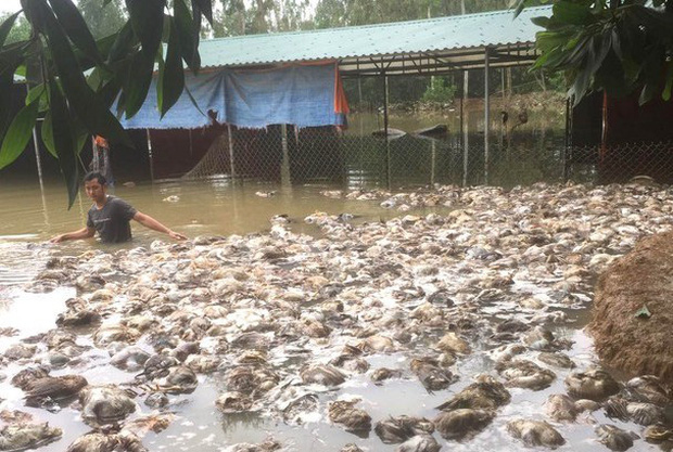 Vợ chồng Thủy Tiên và Công Vinh hỗ trợ 115 triệu đồng cho hộ dân mất hơn 10.000 con gà - Ảnh 2.