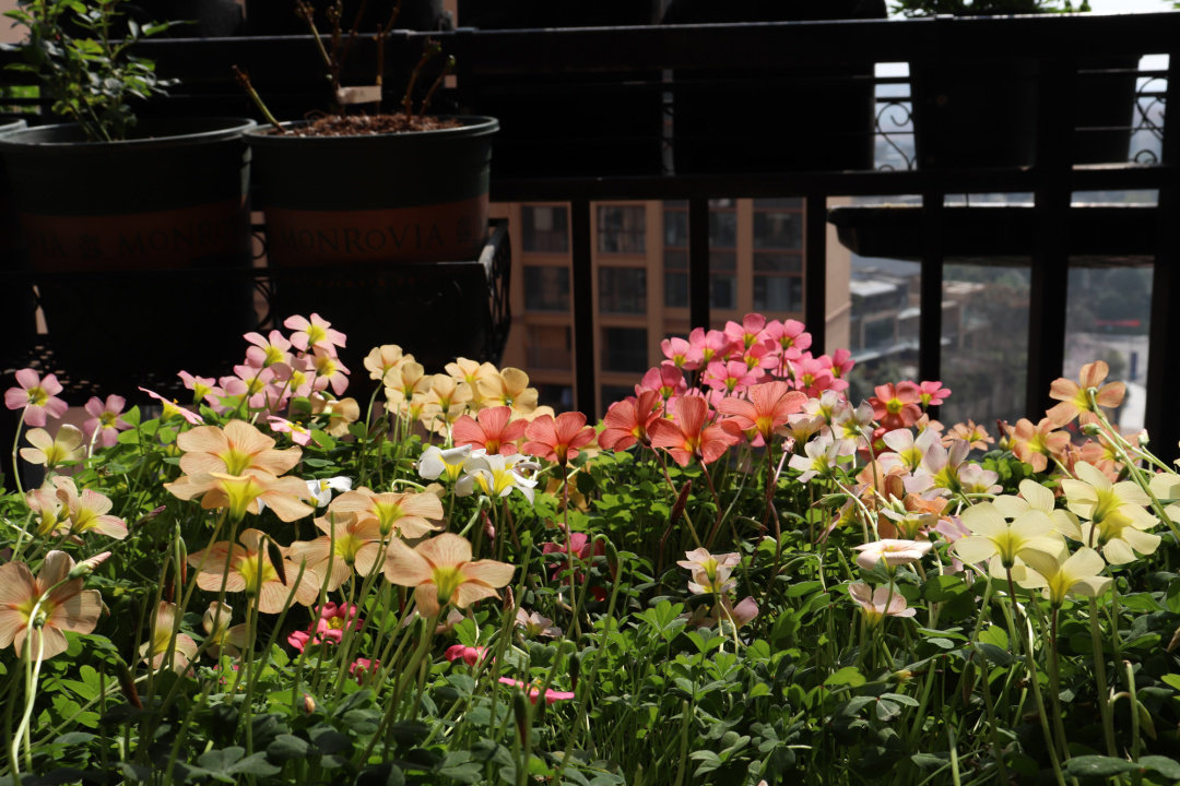 Khó tin khi ngắm nhìn ban công chung cư rộng 10m² trồng được hơn 100 chậu hoa muôn màu khoe sắc - Ảnh 10.