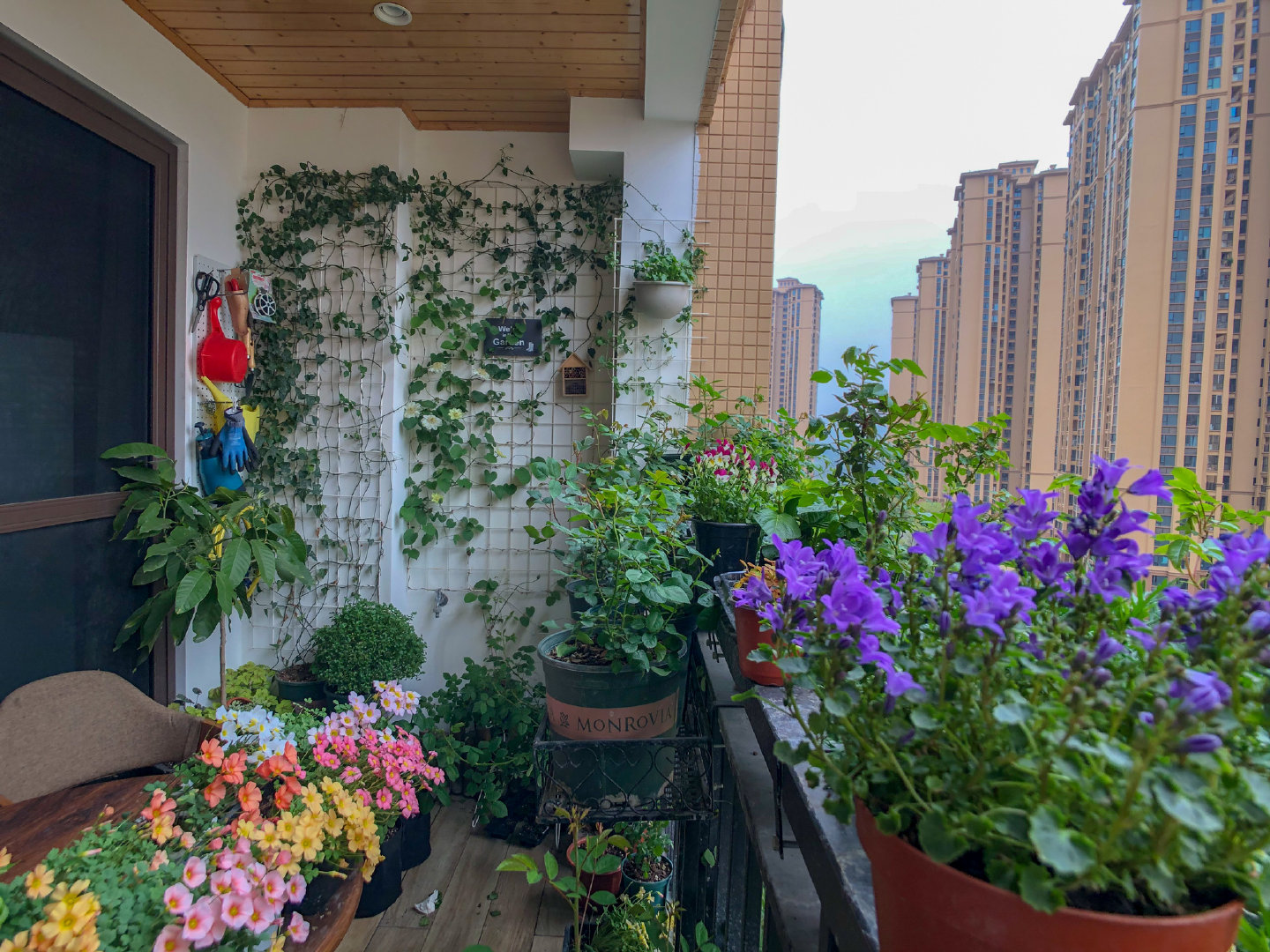 Khó tin khi ngắm nhìn ban công chung cư rộng 10m² trồng được hơn 100 chậu hoa muôn màu khoe sắc - Ảnh 11.