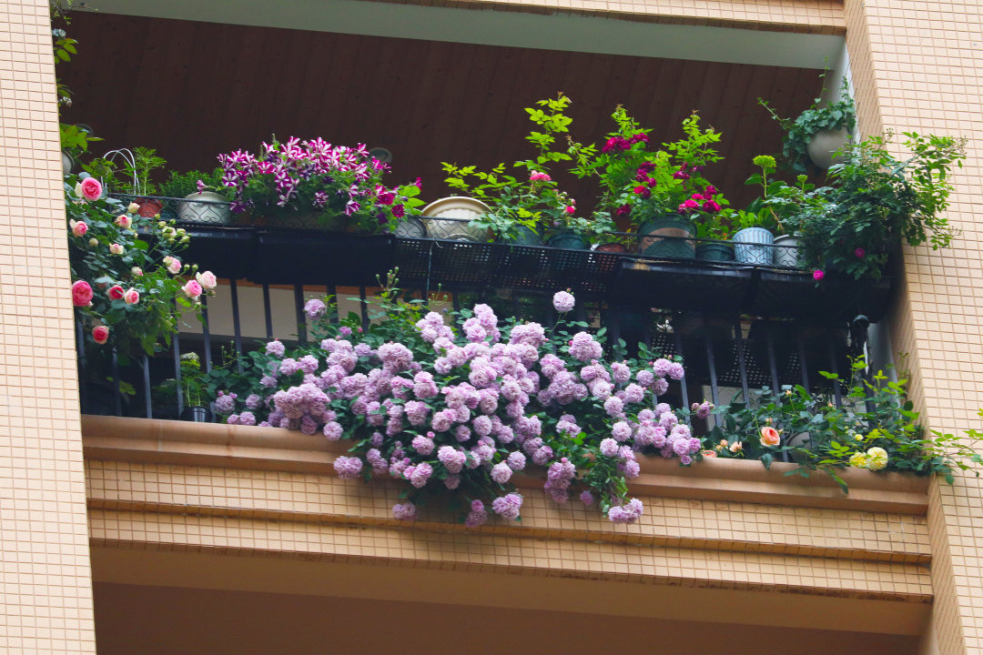 Khó tin khi ngắm nhìn ban công chung cư rộng 10m² trồng được hơn 100 chậu hoa muôn màu khoe sắc - Ảnh 14.