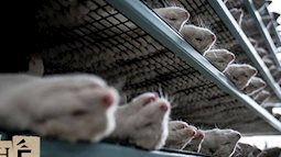 Chùm ảnh kinh hoàng: Hàng triệu con chồn bị thảm sát tại Đan Mạch sau khi phát hiện có dấu vết virus corona chủng đột biến