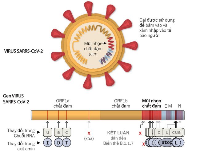 Biến thể virus SARS-CoV-2 ở Anh có tỉ lệ lây nhiễm 56%, các nước Úc, Đan Mạch và Singapore cũng đã phát hiện ra chủng này - Ảnh 1.