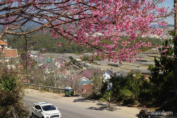Choáng ngợp với cảnh hàng trăm cây hoa mai anh đào nở rợp trời ở ngôi làng đẹp lạ như Tây Tạng, nằm ngay gần trung tâm TP. Đà Lạt mà không phải ai cũng biết - Ảnh 2.