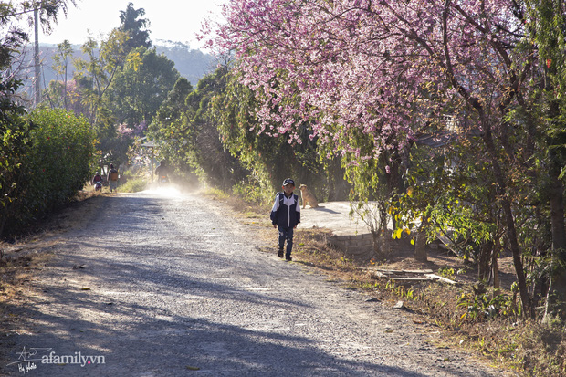 Choáng ngợp với cảnh hàng trăm cây hoa mai anh đào nở rợp trời ở ngôi làng đẹp lạ như Tây Tạng, nằm ngay gần trung tâm TP. Đà Lạt mà không phải ai cũng biết - Ảnh 17.