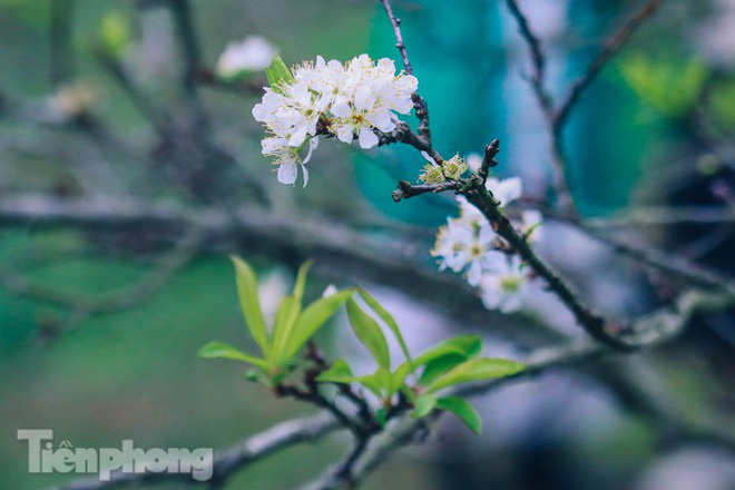 Mê mẩn mùa hoa mận nở trắng trời Mộc Châu - Ảnh 8.