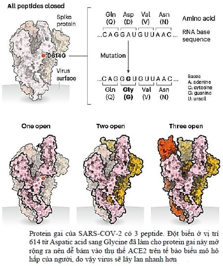 Chủ tịch hội Vi sinh lâm sàng: Virus SARS-COV-2 thiên biến vạn hóa và những điều đáng lo ngại - Ảnh 3.