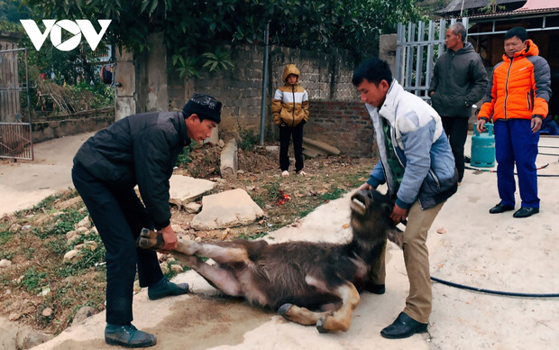 Rét đậm, rét hại khiến nhiều trâu bò ở Điện Biên bị chết rét - Ảnh 1.