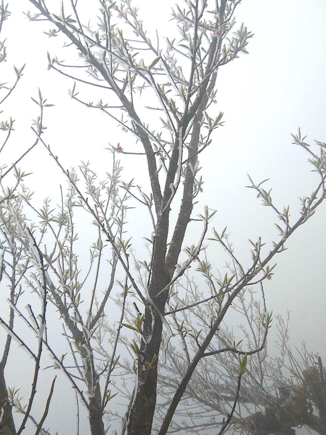 Nhiều nơi ở Nghệ An xuất hiện băng giá, cây cối, vật dụng đều bị đóng băng - Ảnh 13.