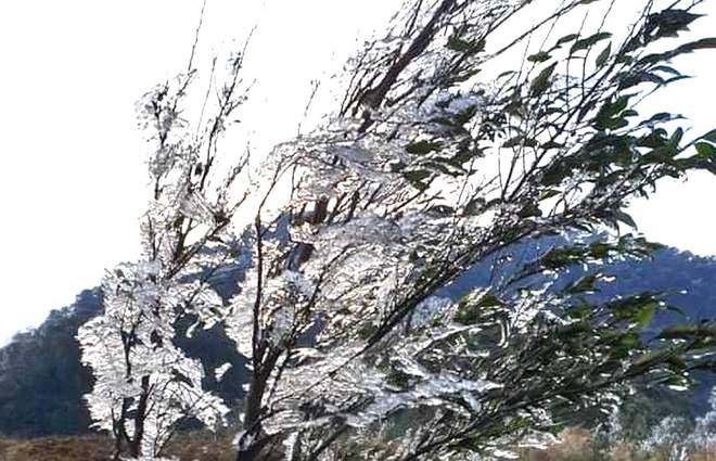 Nhiều nơi ở Nghệ An xuất hiện băng giá, cây cối, vật dụng đều bị đóng băng - Ảnh 10.