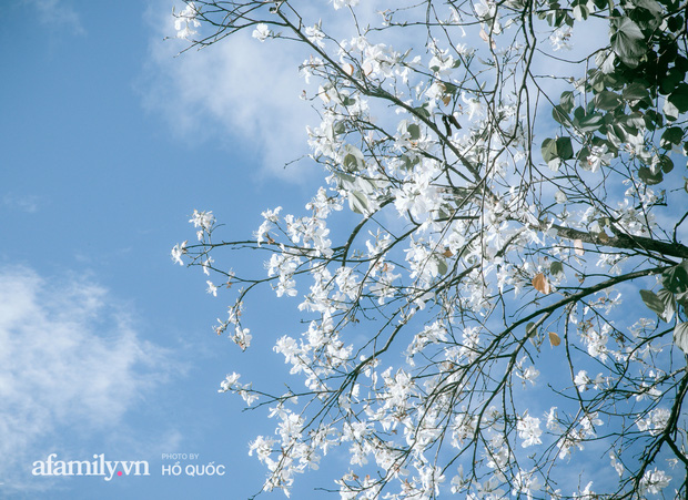 Đẹp đến khó tin: Hàng trăm cây hoa ban nở trắng trời khắp Đà Lạt, cảnh tượng từ xa nhìn như tuyết phủ bao quanh thành phố! - Ảnh 2.