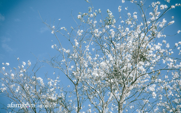 Đẹp đến khó tin: Hàng trăm cây hoa ban nở trắng trời khắp Đà Lạt, cảnh tượng từ xa nhìn như tuyết phủ bao quanh thành phố! - Ảnh 3.