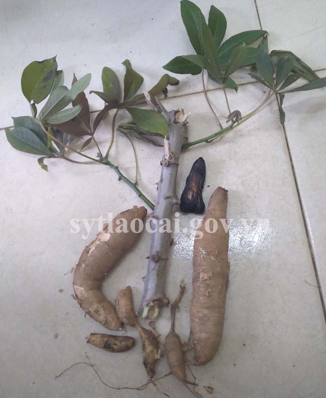 Ăn củ sắn cao sản: Bé 3 tuổi tử vong, bé 2 tuổi nhập viện - Ảnh 1. Ăn củ sắn cao sản: Bé 3 tuổi tử vong, bé 2 tuổi nhập viện - Ảnh 1.