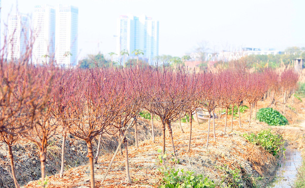 Vựa trồng đào lớn thứ 2 tại Hà Nội chạy nước rút phục vụ Tết cổ truyền - Ảnh 1.