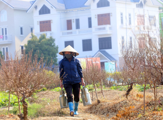 Vựa trồng đào lớn thứ 2 tại Hà Nội chạy nước rút phục vụ Tết cổ truyền - Ảnh 5.