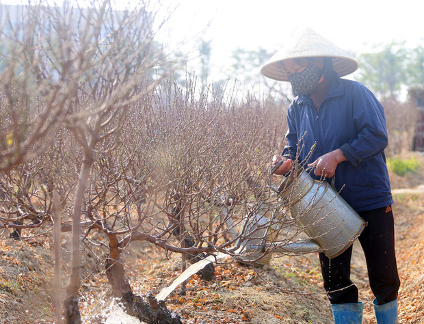 Vựa trồng đào lớn thứ 2 tại Hà Nội chạy nước rút phục vụ Tết cổ truyền - Ảnh 6.