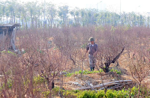 Vựa trồng đào lớn thứ 2 tại Hà Nội chạy nước rút phục vụ Tết cổ truyền - Ảnh 7.