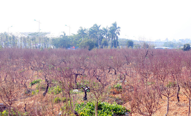 Vựa trồng đào lớn thứ 2 tại Hà Nội chạy nước rút phục vụ Tết cổ truyền - Ảnh 8.