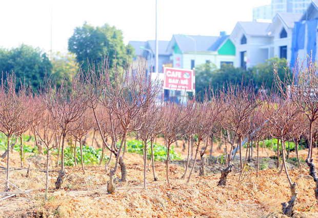 Vựa trồng đào lớn thứ 2 tại Hà Nội chạy nước rút phục vụ Tết cổ truyền - Ảnh 10.
