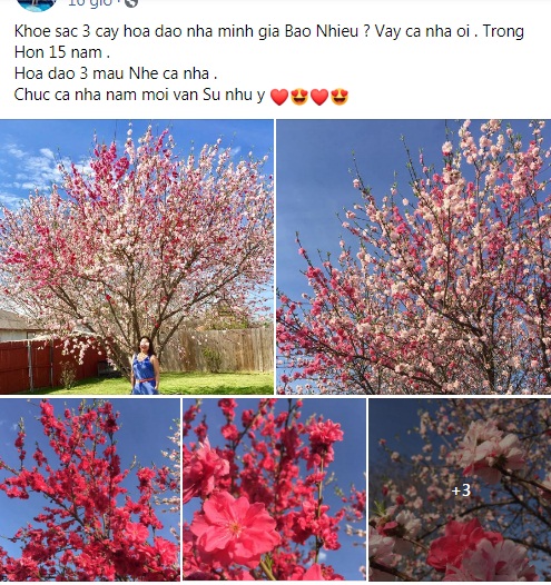 Cây hoa đào mix 3 màu đỏ - hồng - trắng siêu quý hiếm khoe sắc rực rỡ khiến ai nấy mê mẩn ngắm nhìn - Ảnh 1. Cây hoa đào mix 3 màu đỏ - hồng - trắng siêu quý hiếm khoe sắc rực rỡ khiến ai nấy mê mẩn ngắm nhìn - Ảnh 1.