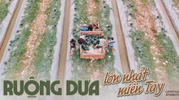 Ruộng dưa hấu lớn nhất miền Tây trước ngày thu hoạch: Người dân mất 5 tháng chuẩn bị cho vụ dưa hoành tráng, thức trắng một tuần liền nhưng chỉ mong "lấy công làm lời"