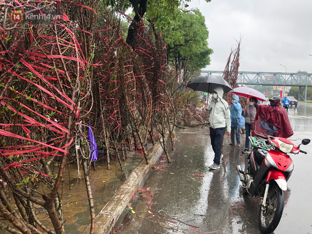 Cận cảnh hàng trăm gốc quất ở Hà Nội đổ la liệt vì mưa lớn ngày 28 Tết, tiểu thương khóc nghẹn: Chưa năm nào buồn như Tết năm nay - Ảnh 12.