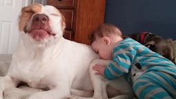 Cho con nuôi thú cưng, cha mẹ sẽ được xem những cảnh tượng có khi ngọt đến lịm tim, có khi cười muốn vỡ bụng