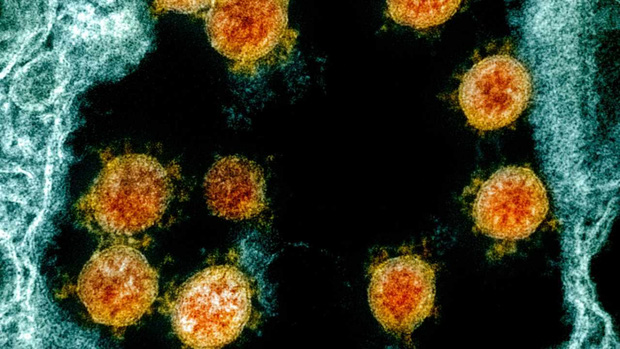 Vì sao biến chủng của virus SARS-CoV-2 xuất hiện ngày càng nhiều và nguy hiểm hơn? - Ảnh 1.