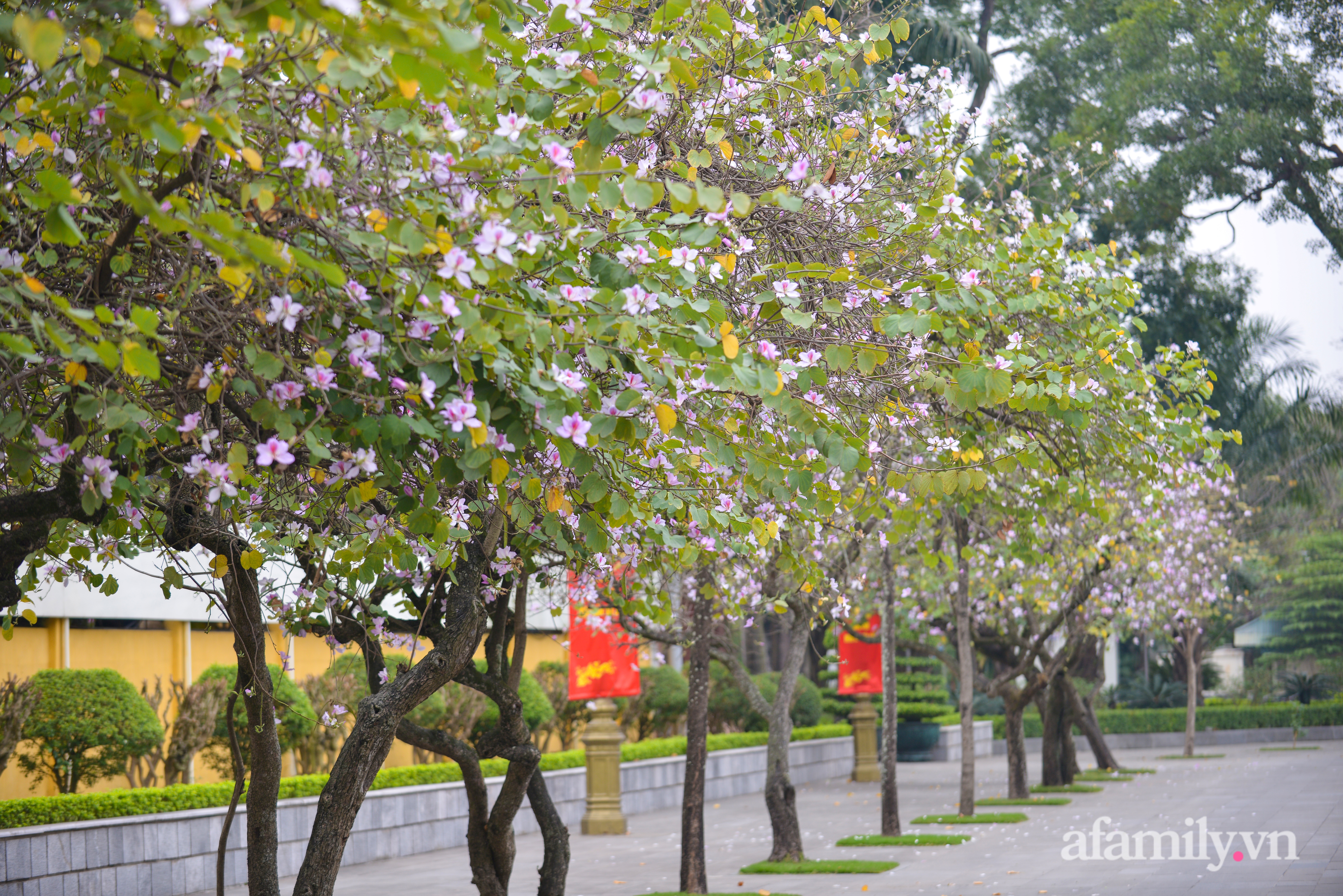 Chùm ảnh: Hoa ban tím bung nở, bừng sáng rực rỡ khắp đường phố Hà Nội - Ảnh 4.