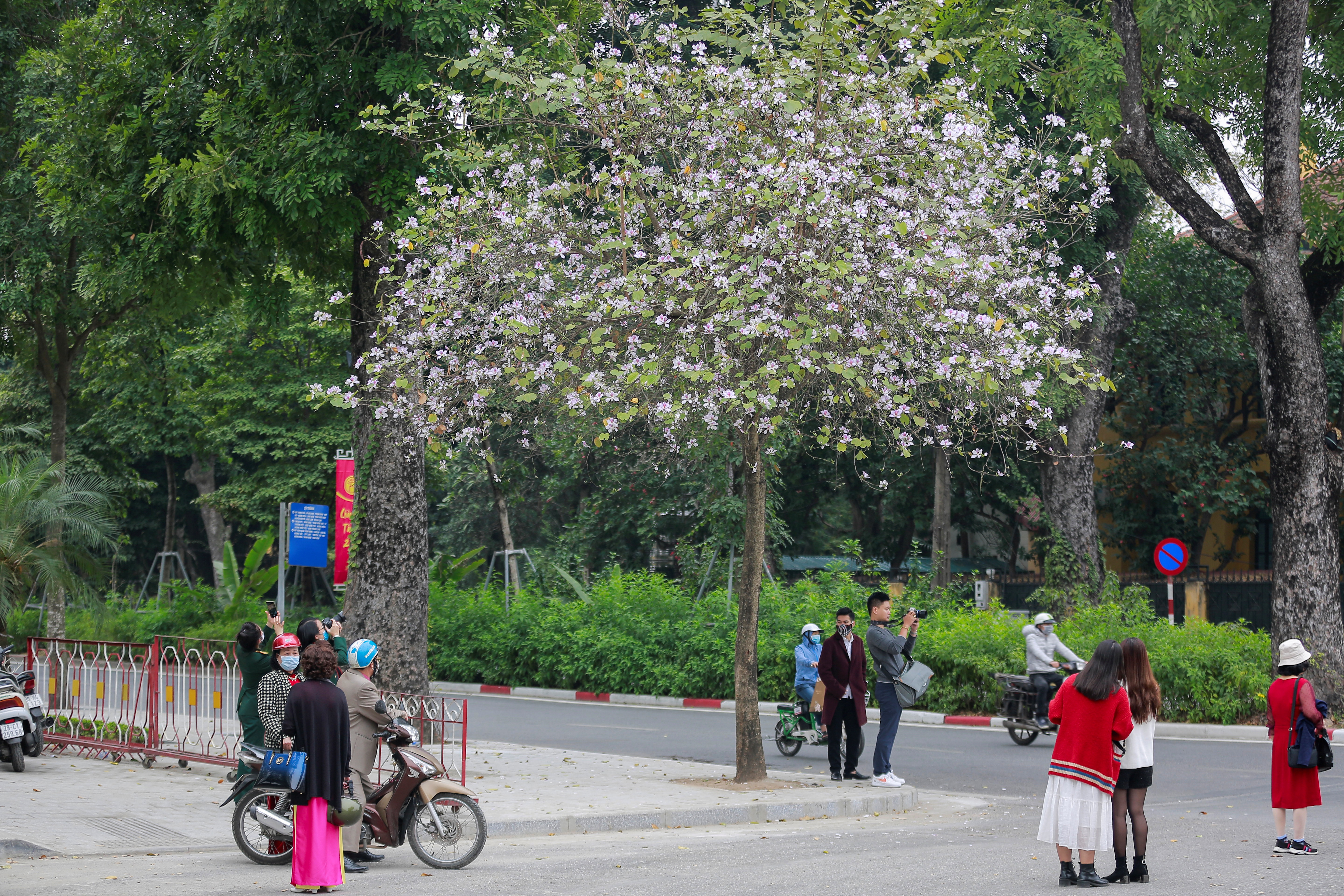 Chùm ảnh: Hoa ban tím bung nở, bừng sáng rực rỡ khắp đường phố Hà Nội - Ảnh 10.