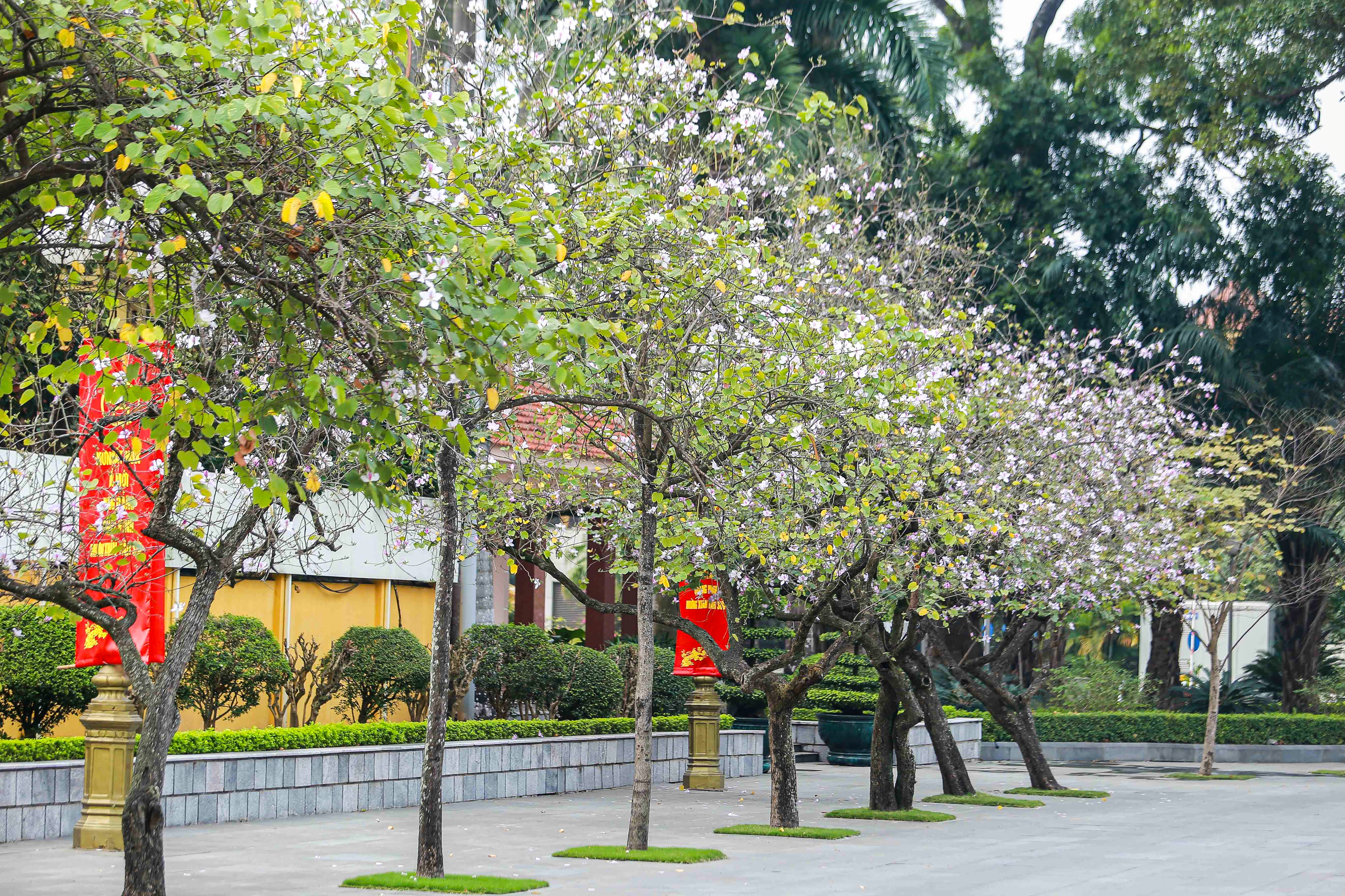 Chùm ảnh: Hoa ban tím bung nở, bừng sáng rực rỡ khắp đường phố Hà Nội - Ảnh 7.