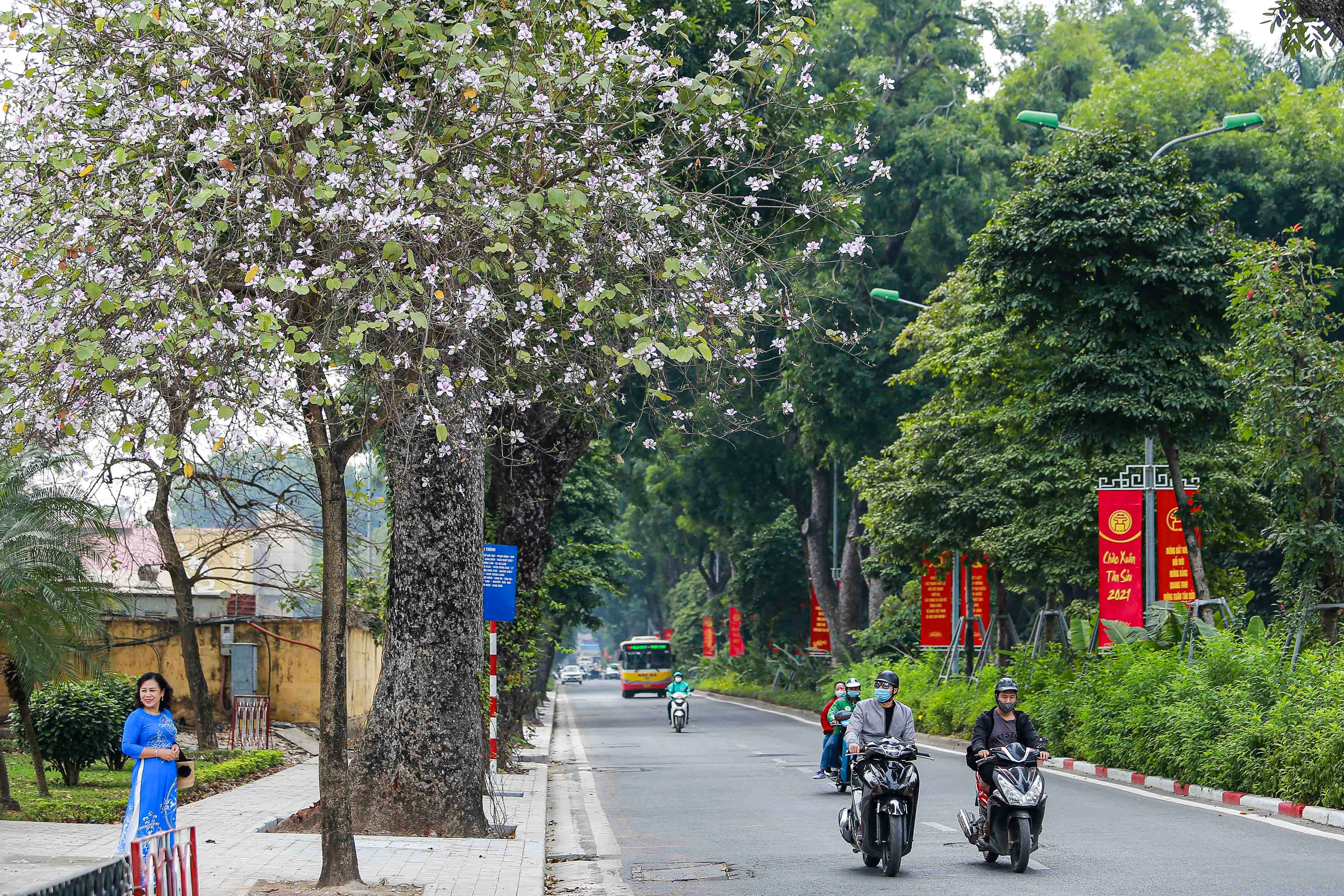 Chùm ảnh: Hoa ban tím bung nở, bừng sáng rực rỡ khắp đường phố Hà Nội - Ảnh 5.