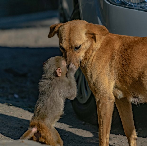 Đang đi đường tình cờ bắt gặp bộ đôi khỉ và chó quấn quýt, nhiếp ảnh gia tìm hiểu càng ngỡ ngàng hơn với mối quan hệ mẹ con lạ đời của chúng - Ảnh 4.