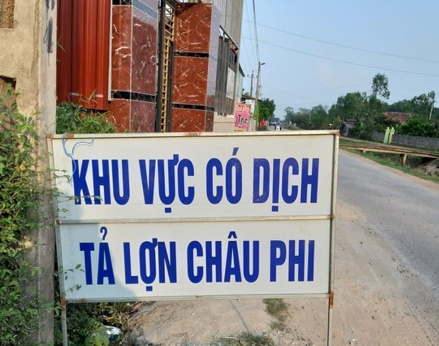 Heo chết do dịch, xã lệnh nội bất xuất, ngoại bất nhập - Ảnh 1.