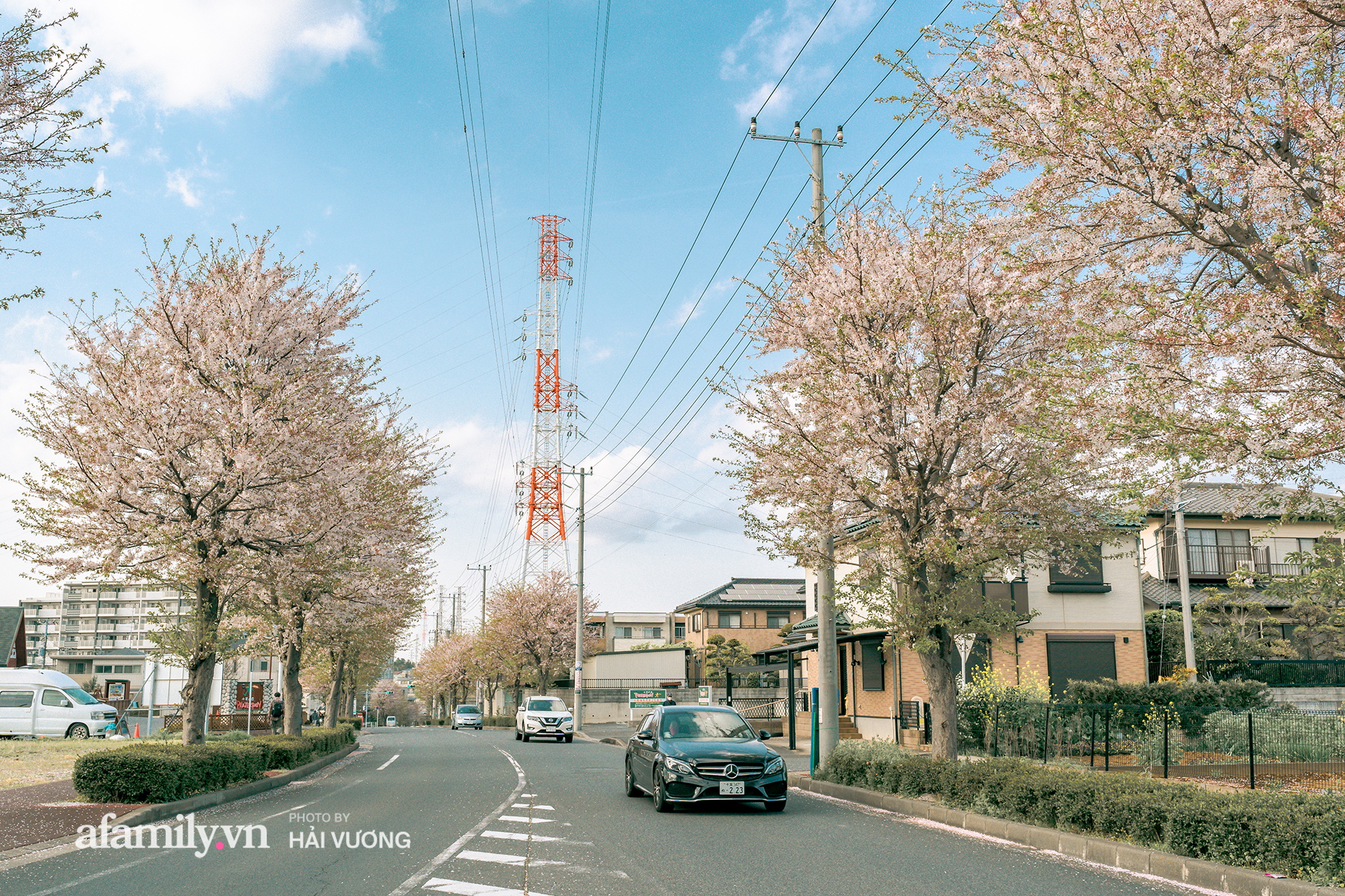 Đẹp ngây ngất cảnh tượng toàn bộ thủ đô Tokyo được bảo trùm trong sắc hoa anh đào nở sớm nhất trong 1.200 năm - Ảnh 10.