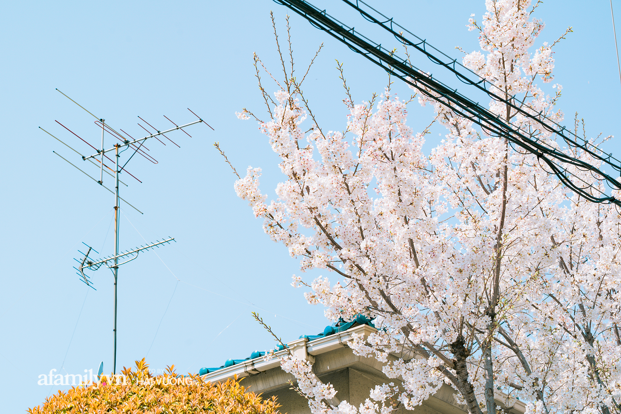 Đẹp ngây ngất cảnh tượng toàn bộ thủ đô Tokyo được bảo trùm trong sắc hoa anh đào nở sớm nhất trong 1.200 năm - Ảnh 9.