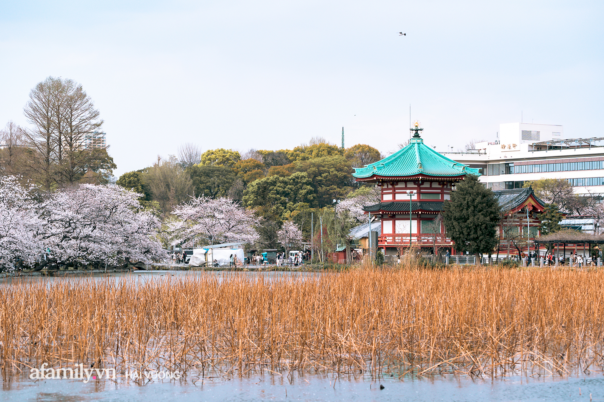 Đẹp ngây ngất cảnh tượng toàn bộ thủ đô Tokyo được bảo trùm trong sắc hoa anh đào nở sớm nhất trong 1.200 năm - Ảnh 13.