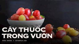 Thứ quả chua chát chẳng mấy người mê lại có thể chữa ho, tiêu chảy, chị em tận dụng để trị mụn làm đẹp da, từ rễ đến lá đều có thể tận dụng