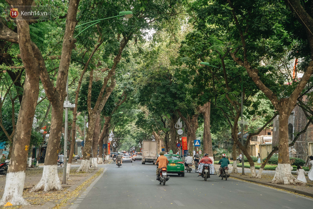 Những tuyến phố có hàng cây xanh được quy hoạch 100 năm trước ở Hà Nội giờ ra sao? - Ảnh 6.