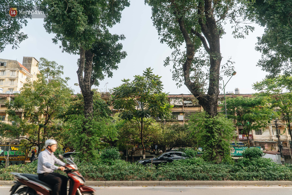 Những tuyến phố có hàng cây xanh được quy hoạch 100 năm trước ở Hà Nội giờ ra sao? - Ảnh 9.