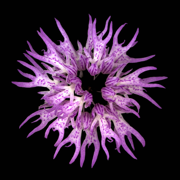 15 loài hoa sở hữu ngoại hình kỳ lạ như được hái ra từ phim viễn tưởng - Ảnh 9.