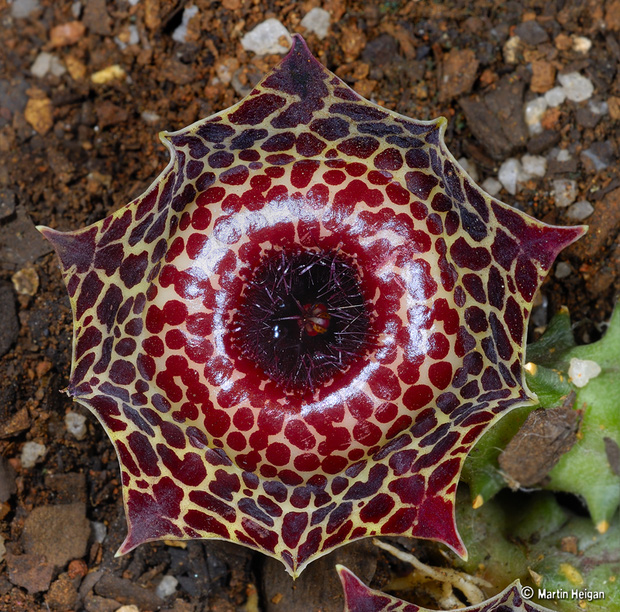 15 loài hoa sở hữu ngoại hình kỳ lạ như được hái ra từ phim viễn tưởng - Ảnh 8.