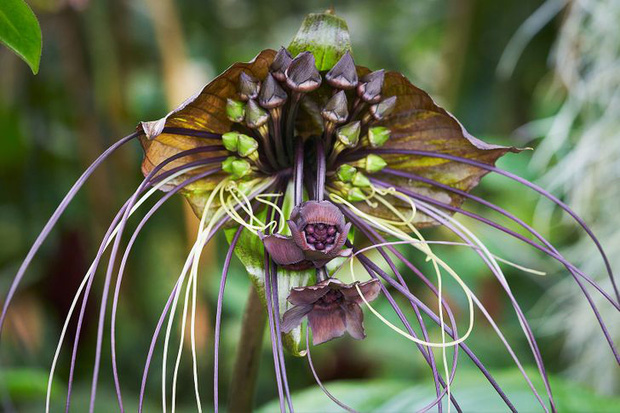 15 loài hoa sở hữu ngoại hình kỳ lạ như được hái ra từ phim viễn tưởng - Ảnh 11.