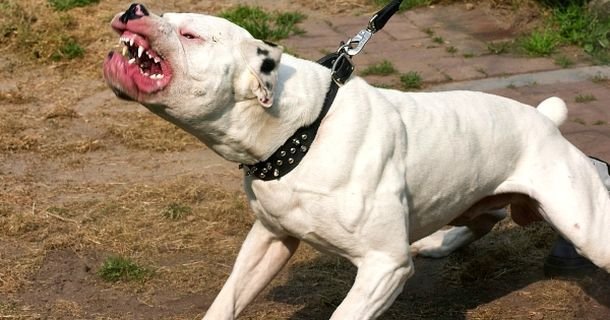 Lạnh gáy cảnh chó Pitbull cắn chết người ở Long An: Có nên cấm cửa tuyệt đối, không cho phép nuôi chó dữ? - Ảnh 1.