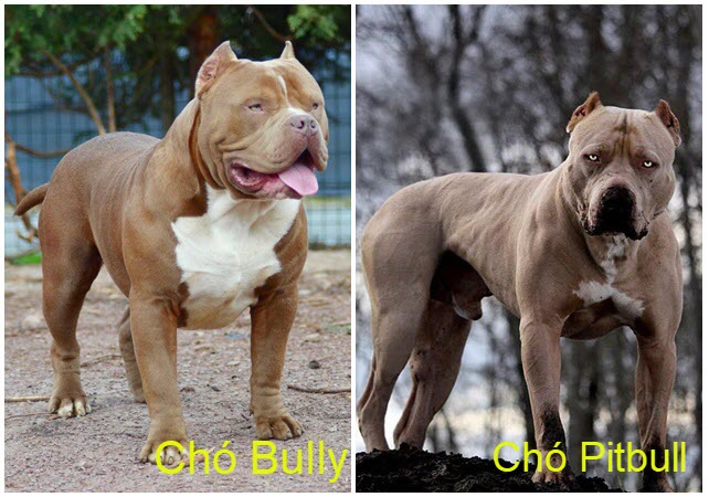 Trong 2 con chó này, con nào mới là Pitbull? Câu hỏi tưởng dễ mà làm khó nhiều người! - Ảnh 2.