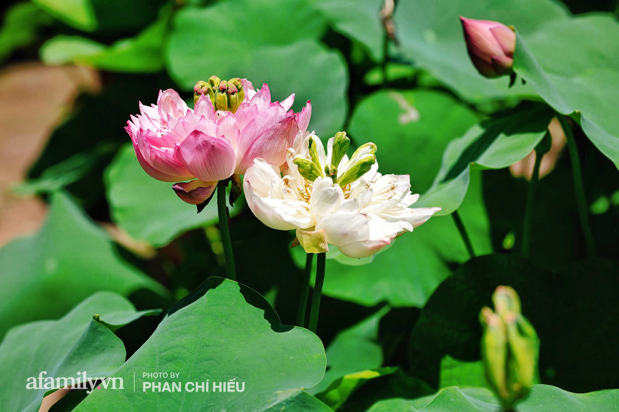 Độc đáo với thú chơi sen cung đình Huế tại Hà Nội, nở hoa tuyệt đẹp giữa ngôi nhà cổ trăm năm tuổi khiến bao người mê mẩn - Ảnh 2.